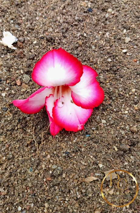 Natureza em Foco — fotografia 6