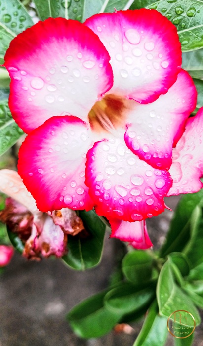 Natureza em Foco — fotografia 7