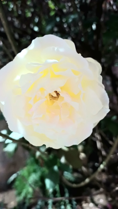 Natureza em Foco — fotografia 8