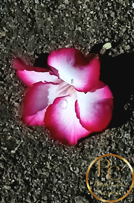 Natureza em Foco — fotografia 9