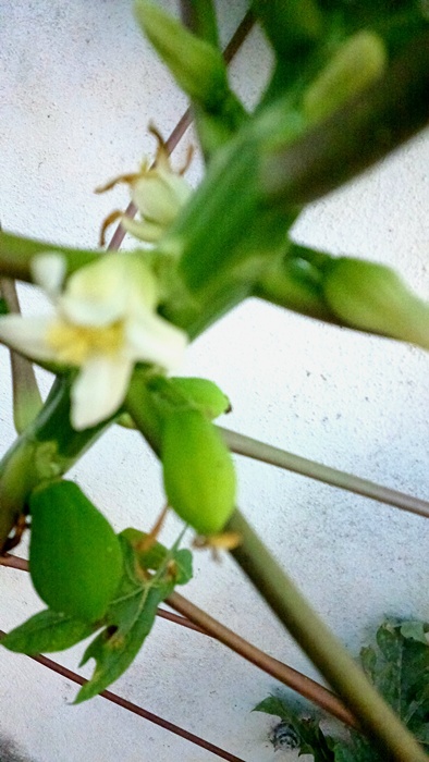 Natureza em Foco — fotografia 12