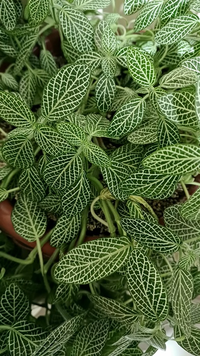 Natureza em Foco — fotografia 14